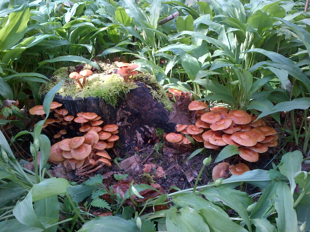 Pilzfunde am Baumstumpf im Frühjahr, typische Beispiele für Bestimmungsübungen im Wochenkurs B.