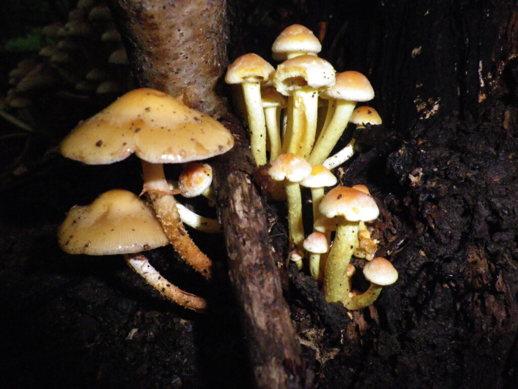 Giftige und essbare Pilze dicht beieinander: Grünblättriger Schwefelkopf und Stockschwämmchen im Vergleich.