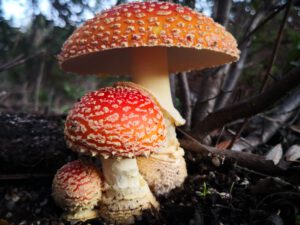 pilzcoach pilzschule sachsen napikra