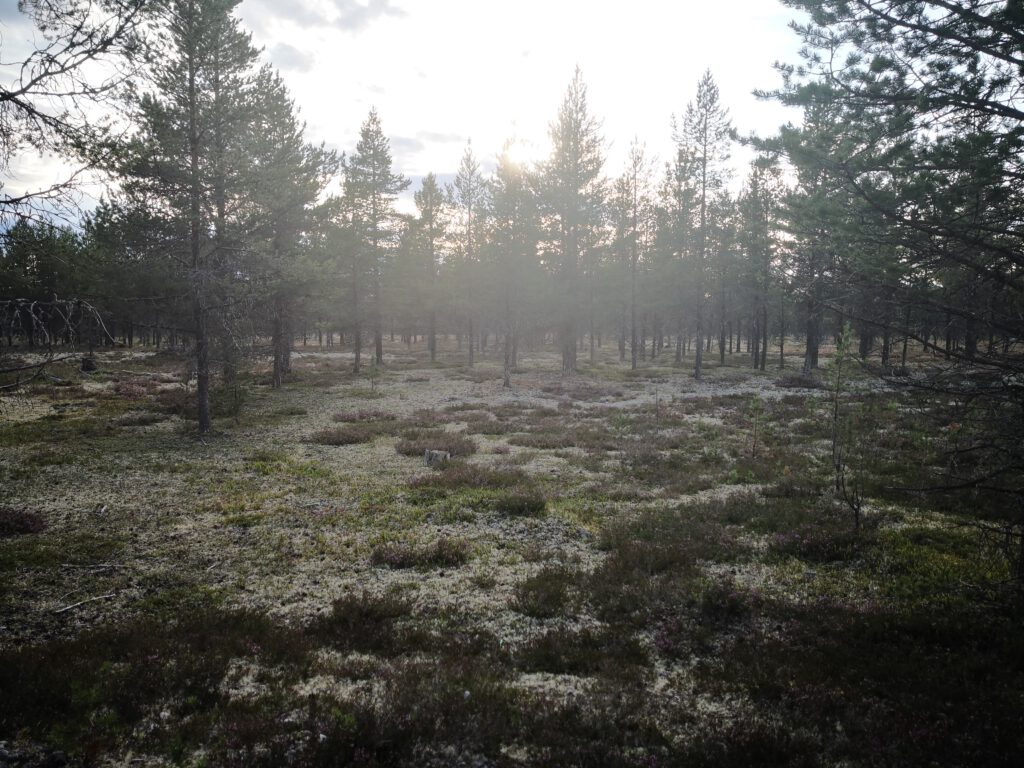 heidelandschaft mit moosen und fichten