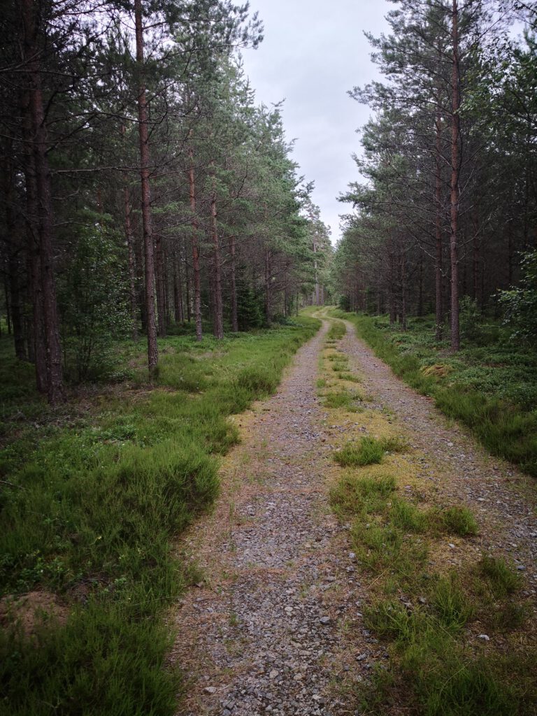 Ruhiger Waldweg im Nadelwald – typische Umgebung für Pilzexkursionen im Grundkurs