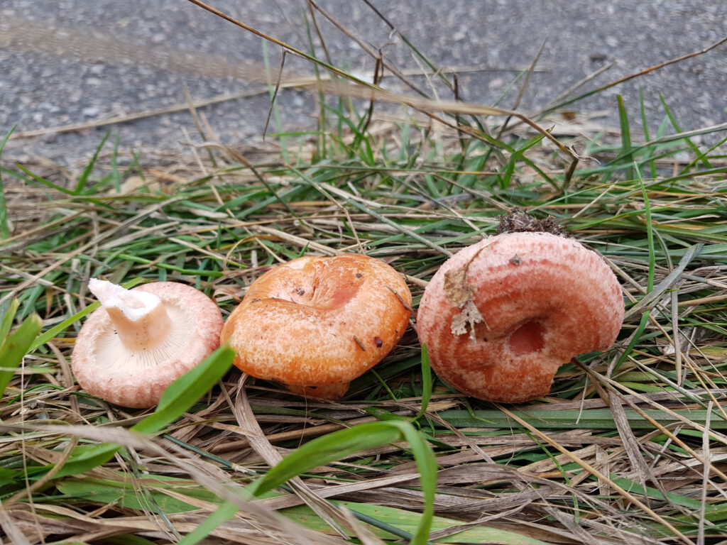 Birkenreizker (Lactarius torminosus) und Edelreizker (Lactarius deliciosus) von oben im Vergleich – beide Arten sind in der Draufsicht kaum zu unterscheiden.