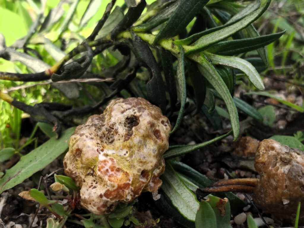 Delastria rosea im Bodenbereich, knollig und unregelmäßig geformt – unterirdisch wachsender Ascomycet