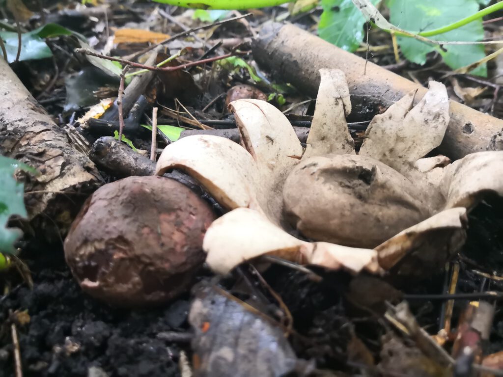 Halskrausenerdstern (Geastrum triplex) auf Waldboden mit geöffnetem Sternkörper und zentraler Sporenkugel.