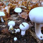 Karbol‑Champignon (Agaricus xanthodermus) mit weißem Hut und gelblicher Verfärbung an der Basis. Giftiger Verwechslungspartner des Wiesen‑Champignons, unterscheidbar durch Karbolgeruch und gelbe Reaktion beim Anschneiden.