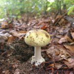 Grüner Knollenblätterpilz (Amanita phalloides) am Waldboden mit charakteristischer gerandeter Knolle und grünlichem Hut. Beispiel für tödlich giftige Pilze, die Laien leicht mit gelb‑ oder grünlichen Täublingen verwechseln können