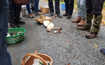 pilbestimmung pilzschule sachsen