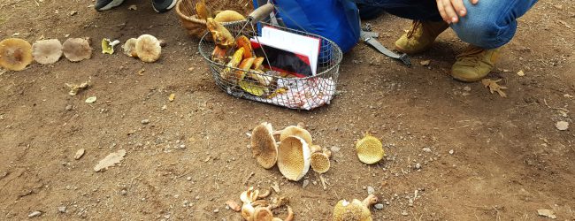 pilze bestimmen pilzschule sachsen