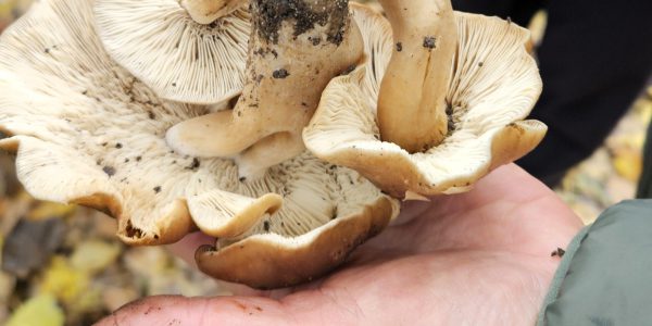 Pilzbestimmung im Wochenkurs A – typische Merkmale erkennen