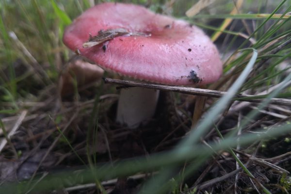 pilzaufnahme im gelände