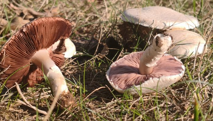 Mehrere Champignons (Agaricus) auf Wiese, Nahaufnahme