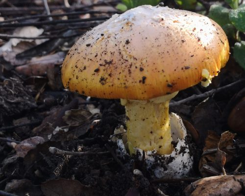amanita caesarea Kaiserling pilzschule sachsen napikra