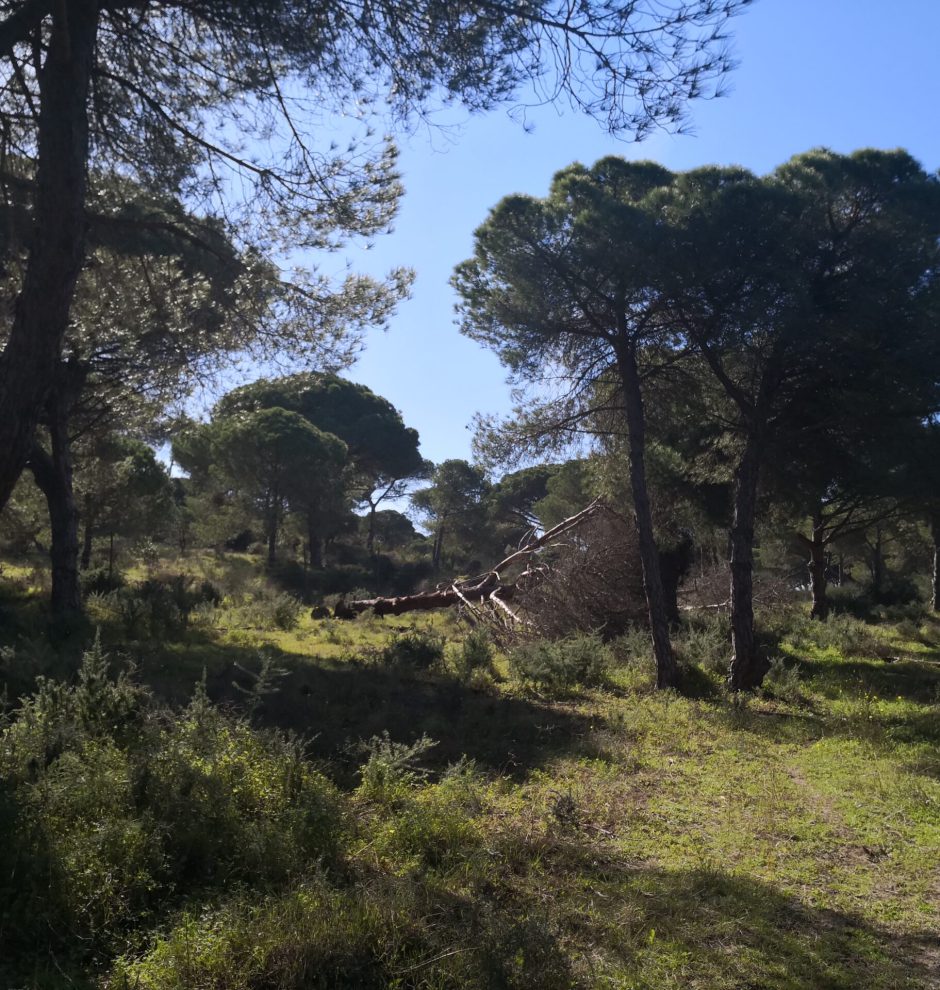 Waldlandschaft als typischer Lebensraum der Lehrwanderungen