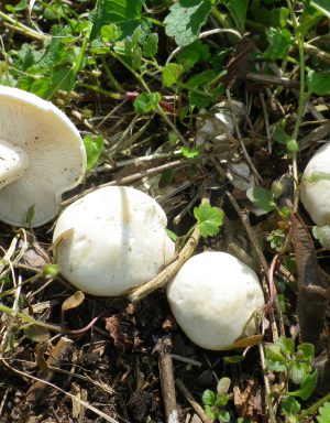 Wohlriechende Maipilze (Calocybe gambosa) im Frühjahr