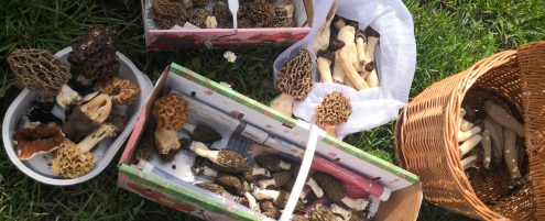 Morcheln im Auwald Leipzig – typische Fundstellen im Frühjahr