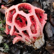Roter Gitterling als Beispiel für Bauchpilze im Bestimmungsteil des Kurses.