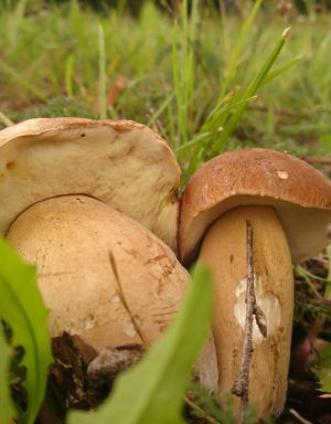 Sommersteinpilze (Boletus reticulatus) im Laubwald