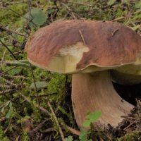 Steinpilz Pilzschule Sachsen, leipzig , bayern