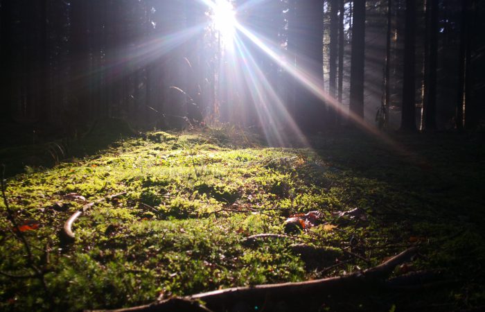 Ruhige Waldszene mit Sonnenstrahlen zwischen hohen Bäumen