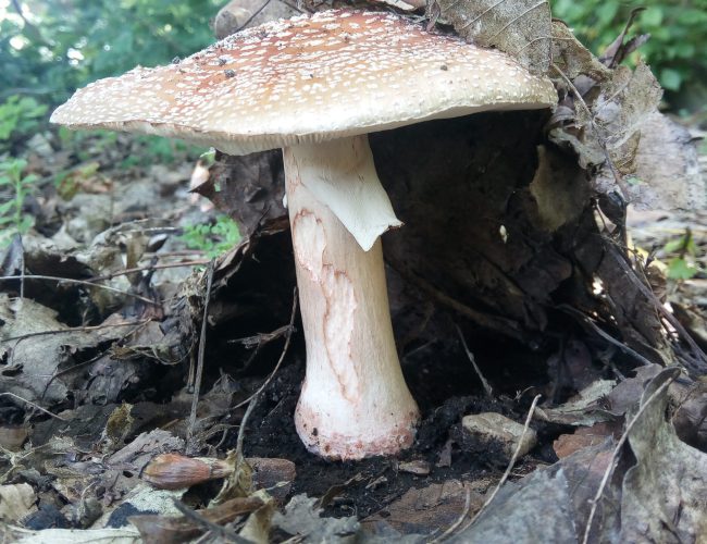 Perlpilz im Wald, Nahaufnahme