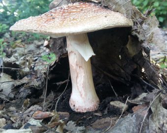 pilzwanderung leipzig, pilzschule sachsen, dübener heide pilze, napikra