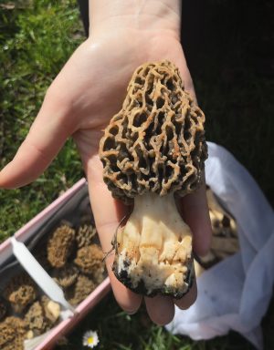 Speisemorchel (Morchella esculenta) im Auwald