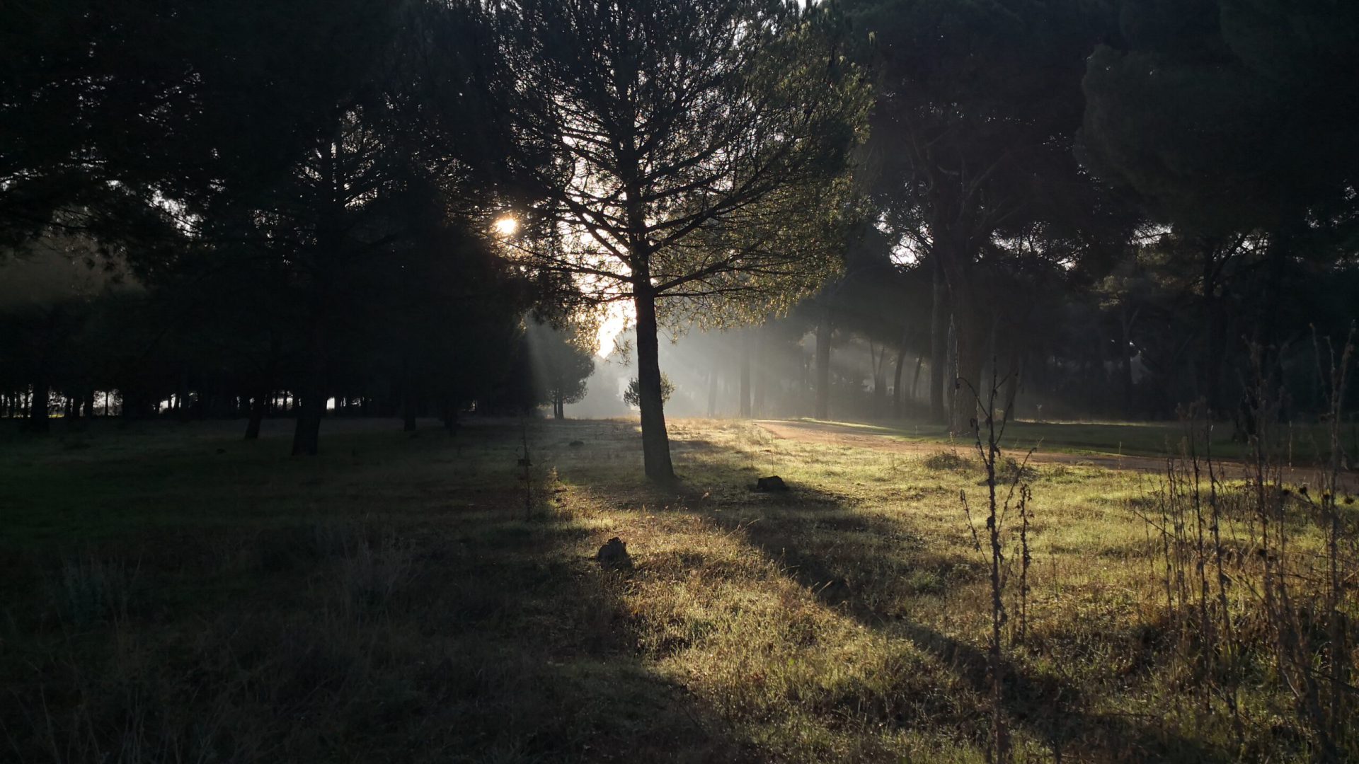 Lichtdurchfluteter Wald am Morgen – Pilzschule Sachsen