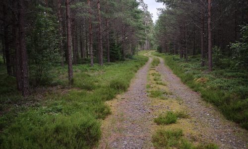 Ruhiger Waldweg im Nadelwald – typische Umgebung für Pilzexkursionen im Grundkurs